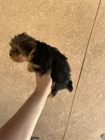 Yorkie girl , a female Yorkshire Terrier for sale in Riverside, CA – 3 of 3
