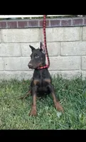 Akc European Doberman , a male Doberman Pinscher for sale in Riverside, CA – 5 of 5
