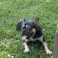 French bulldog female , a female French Bulldog for sale in Riverside, CA – Photo 2 of 2