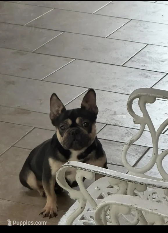 French bulldog female 