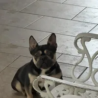 French bulldog female , a female French Bulldog for sale in Riverside, CA – Photo 1 of 2