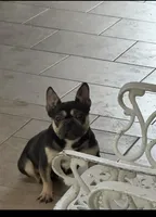 French bulldog female , a female French Bulldog for sale in Riverside, CA – Photo 1 of 2