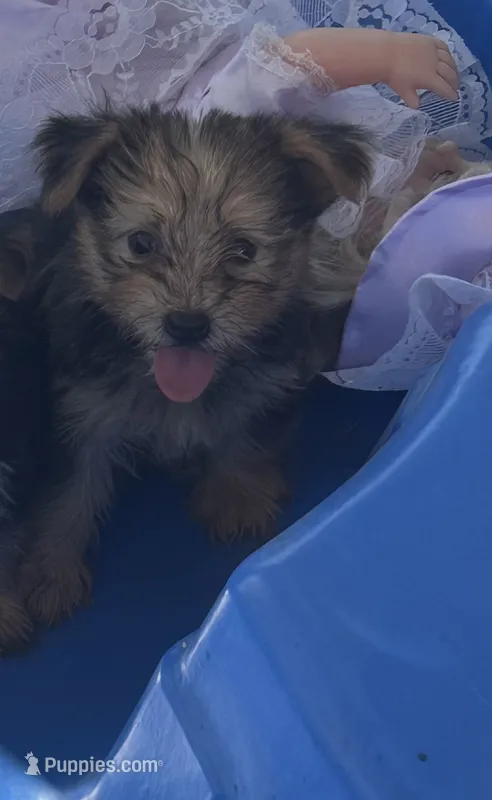 Yorkie female  – Yorkshire Terrier puppy for sale in Riverside, CA