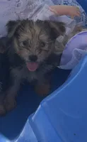 Yorkie female , a female Yorkshire Terrier for sale in Riverside, CA – 1 of 2