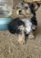 Yorkie male , a male Yorkshire Terrier for sale in Riverside, CA – 2 of 2