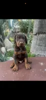 Akc European Doberman , a male Doberman Pinscher for sale in Riverside, CA – 3 of 3