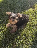 Teddy Yorkie boy , a male Yorkshire Terrier for sale in Riverside, CA – 1 of 3