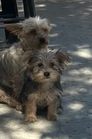 Yorkie girl , a female Yorkshire Terrier for sale in Riverside, CA – 2 of 3