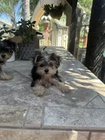 Yorkie girl , a female Yorkshire Terrier for sale in Riverside, CA – 2 of 2