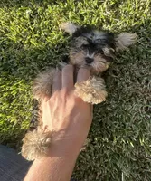 Teddy Yorkie boy , a male Yorkshire Terrier for sale in Riverside, CA – 3 of 3