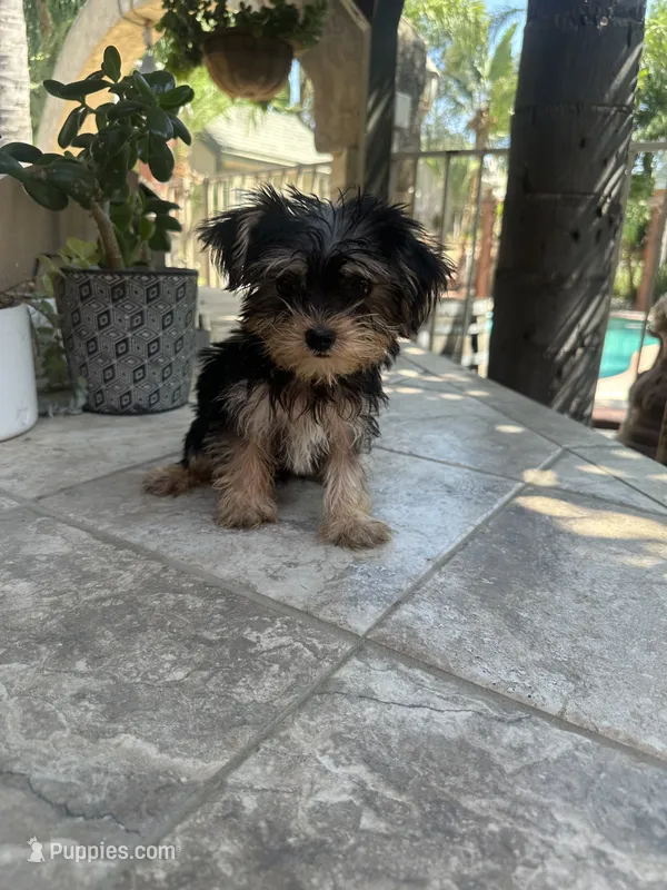 Yorkie boy  – Yorkshire Terrier puppy for sale in Riverside, CA