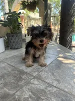 Yorkie boy , a male Yorkshire Terrier for sale in Riverside, CA – 3 of 3