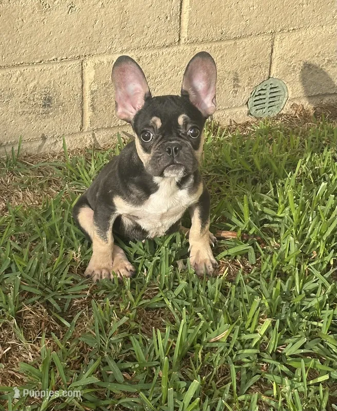 Akc French Bulldog Male  – French Bulldog puppy for sale in Riverside, CA