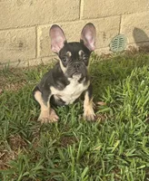 Akc French Bulldog Male , a male French Bulldog for sale in Riverside, CA – 1 of 1