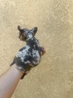 Akc Frenchbulldog , a female French Bulldog for sale in Riverside, CA – 2 of 2