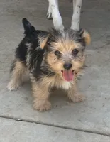 Yorkie boy , a male Yorkshire Terrier for sale in Riverside, CA – 2 of 2