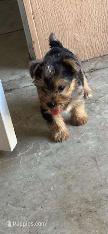Yorkie boy Merle  – Yorkshire Terrier puppy for sale in Riverside, CA