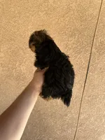 Yorkie girl , a female Yorkshire Terrier for sale in Riverside, CA – 2 of 3