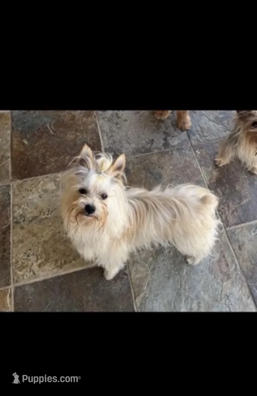 Yorkie imported from Europe – Yorkshire Terrier puppy for sale in Riverside, CA