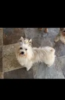 Yorkie imported from Europe, a male Yorkshire Terrier for sale in Riverside, CA – 1 of 1