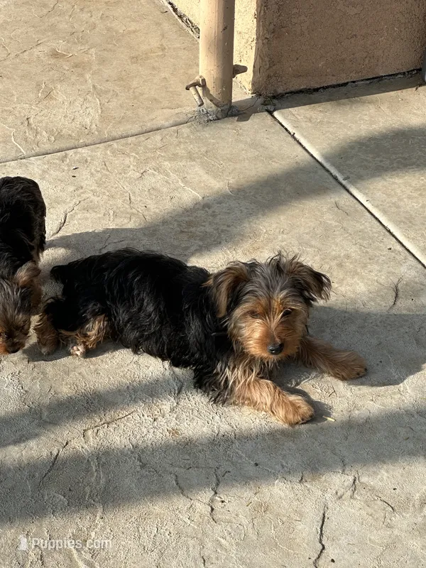 Akc Yorkie boy