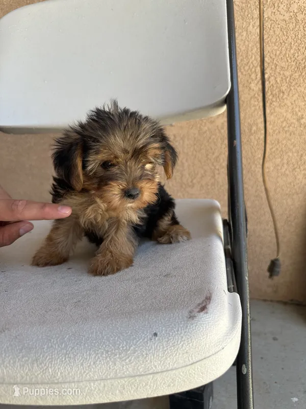 Yorkie girl  – Yorkshire Terrier puppy for sale in Riverside, CA