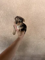 Yorkie Merle boy 1, a male Yorkshire Terrier for sale in Riverside, CA – 3 of 3