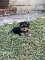 Yorkie boy , a male Yorkshire Terrier for sale in Riverside, CA – 2 of 3
