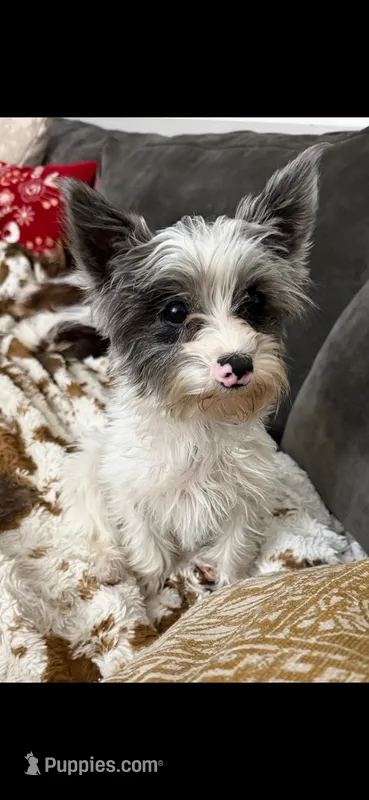 Yorkie Merle female  – Yorkshire Terrier puppy for sale in Riverside, CA