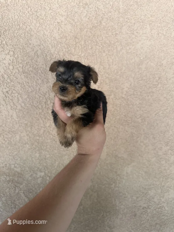 Yorkie female  – Yorkshire Terrier puppy for sale in Riverside, CA