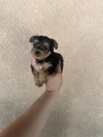 Yorkie female , a female Yorkshire Terrier for sale in Riverside, CA – 1 of 2