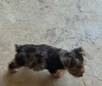 Yorkie boy Merle , a male Yorkshire Terrier for sale in Riverside, CA – 3 of 3