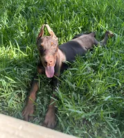 European Doberman boy , a male Doberman Pinscher for sale in Riverside, CA – 3 of 3