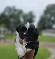 Lucci, a male Shih Tzu for sale in Arlington, TX – 3 of 5