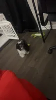 Lucci, a male Shih Tzu for sale in Arlington, TX – 4 of 5