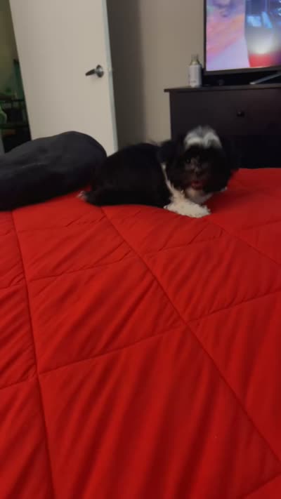 Lucci, a male Shih Tzu for sale in Arlington, TX – 5 of 5