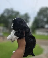 Lucci, a male Shih Tzu for sale in Arlington, TX – 2 of 5