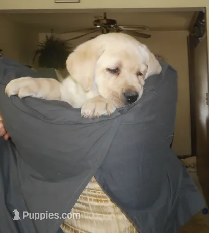 big boy – Labrador Retriever puppy for sale in Glen Burnie, MD