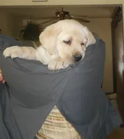 big boy, a male Labrador Retriever for sale in Glen Burnie, MD – 1 of 3