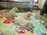 big boy, a male Labrador Retriever for sale in Glen Burnie, MD – 3 of 3