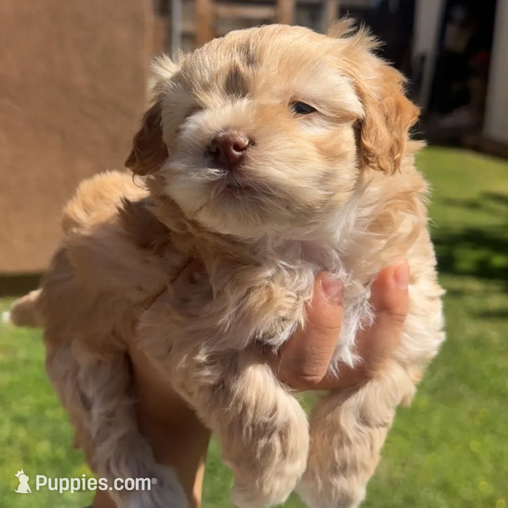 Max and Bella , a female Shihpoo for sale in Lindsay, CA – Photo 3 of 5