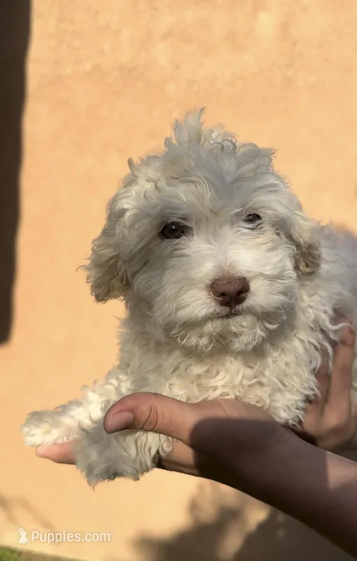 Max and Bella  – Shihpoo puppy for sale in Lindsay, CA