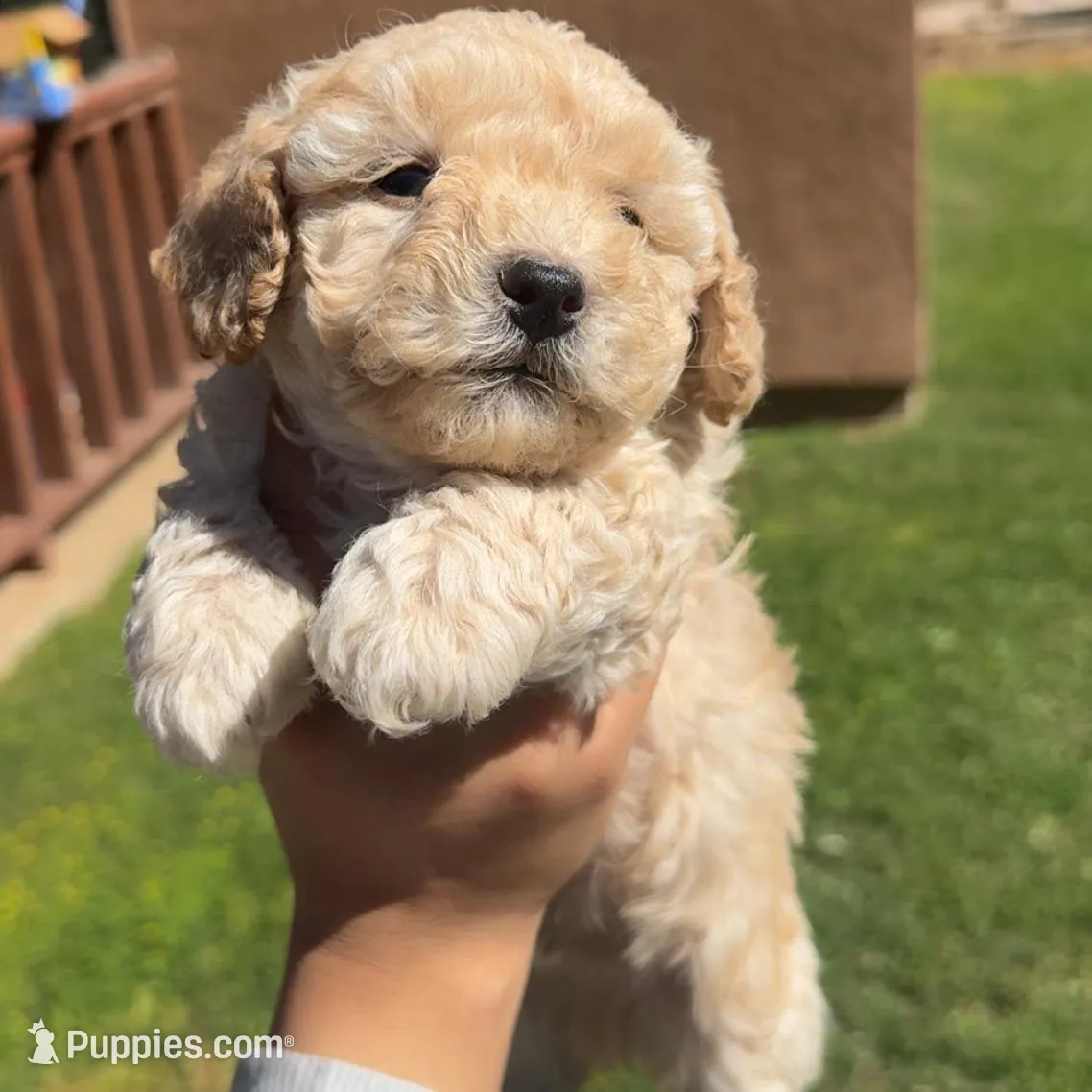 Max and Bella , a female Shihpoo for sale in Lindsay, CA – Photo 4 of 5