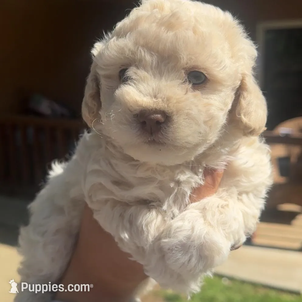 Max and Bella , a female Shihpoo for sale in Lindsay, CA – Photo 5 of 5