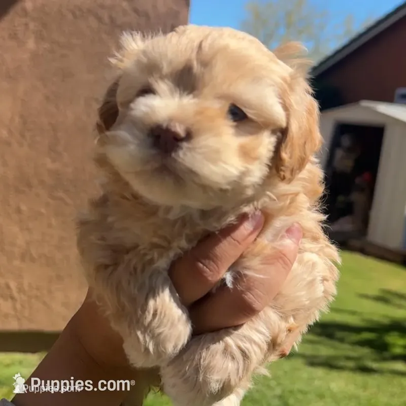 Max and Bella  – Shihpoo puppy for sale in Lindsay, CA