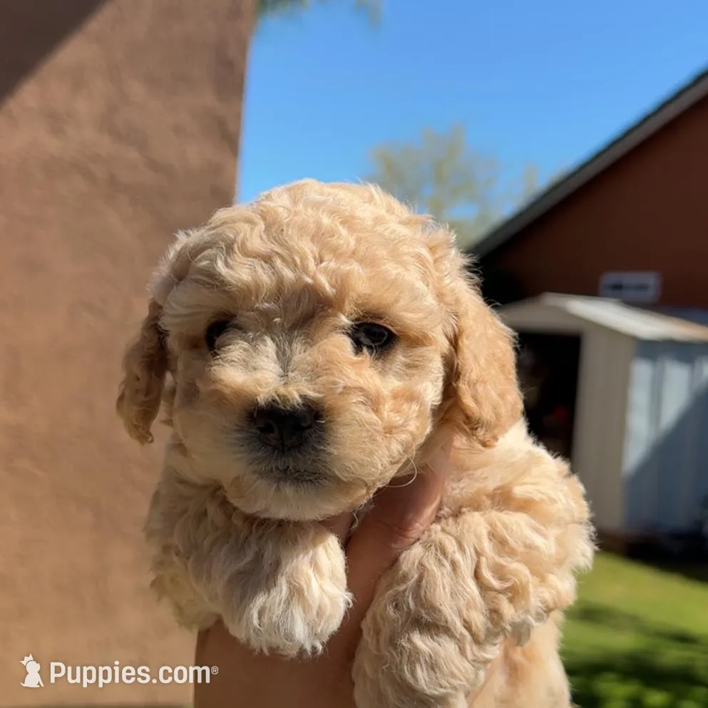 Max and Bella , a female Shihpoo for sale in Lindsay, CA – Photo 2 of 5