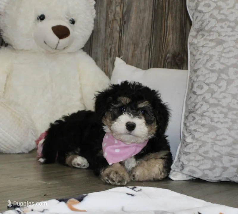 Lambie – Miniature Bernedoodle puppy for sale in Ashland, OH