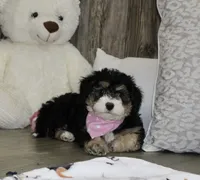 Lambie, a female Miniature Bernedoodle for sale in Ashland, OH – 1 of 4