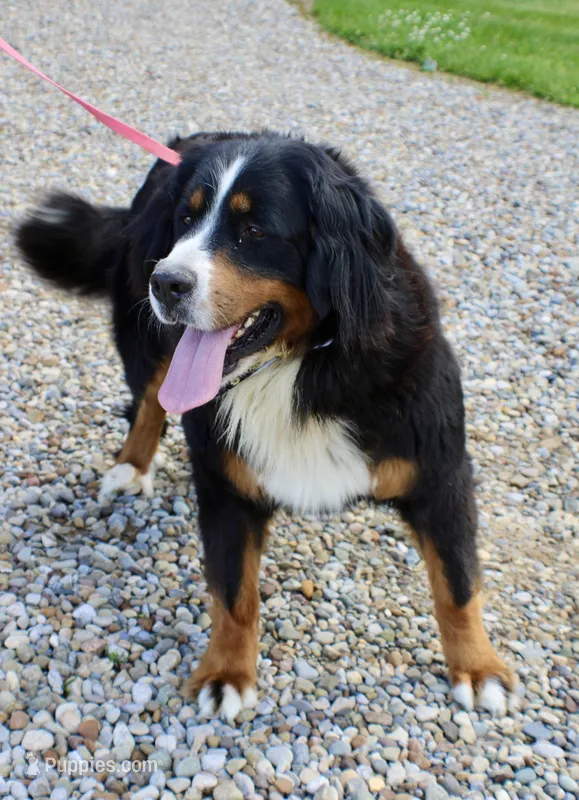 Spring A.K.C. Reg. Gen. Clear – Bernese Mountain Dog puppy for sale in Ashland, OH