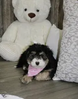 Lambie, a female Miniature Bernedoodle for sale in Ashland, OH – 4 of 4